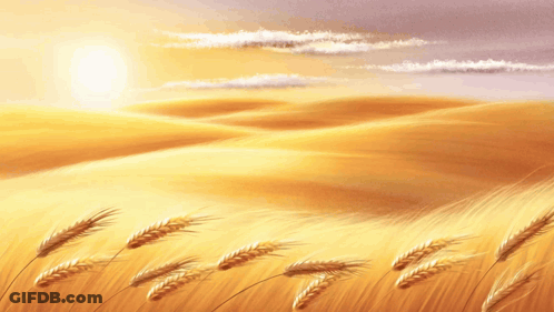 Wheat Field Psalm 105:1 GIF