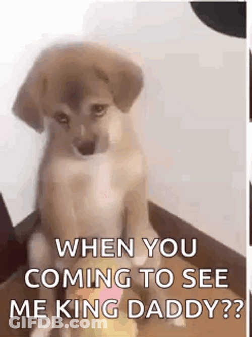 When Are You Coming To See This Pup GIF