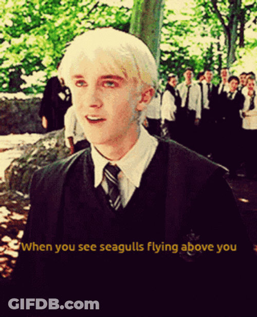 When Funny Harry Potter See Seagulls Flying Above GIF
