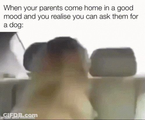 When Parents Come Home In A Good Mood Ask For A Dog GIF