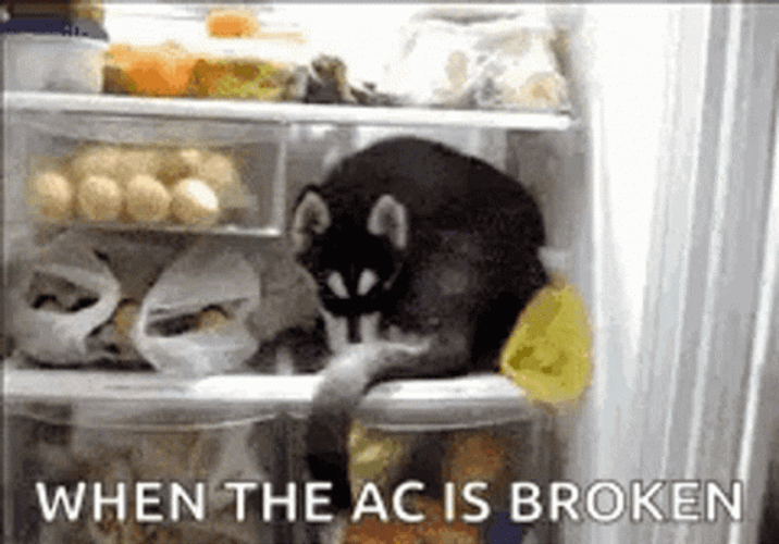 When The Air Conditioning Is Broken Husky GIF