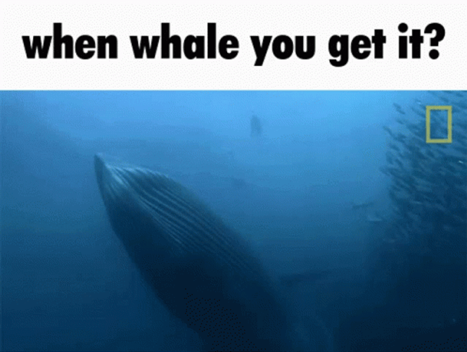 When Whale You Get It GIF