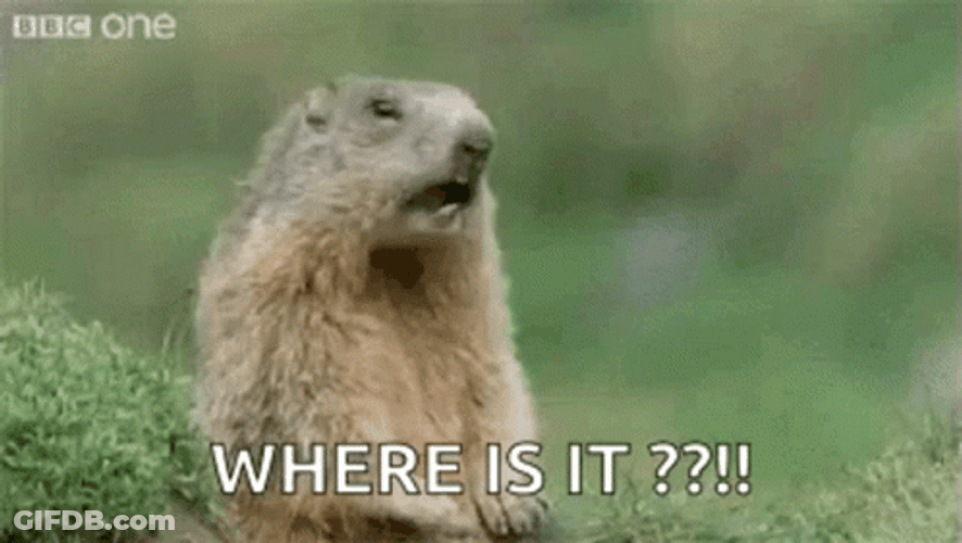 Where Is It Hey Groundhog GIF