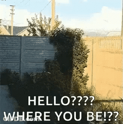 Where You At Jumping Husky GIF