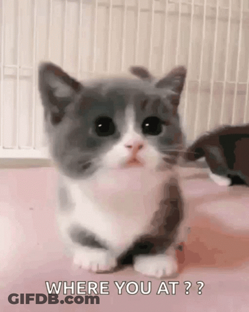 Where You At Kitten Finding GIF