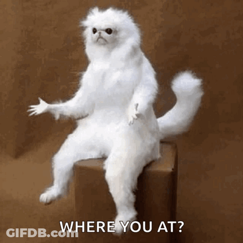 Where You At Sitting Cat GIF