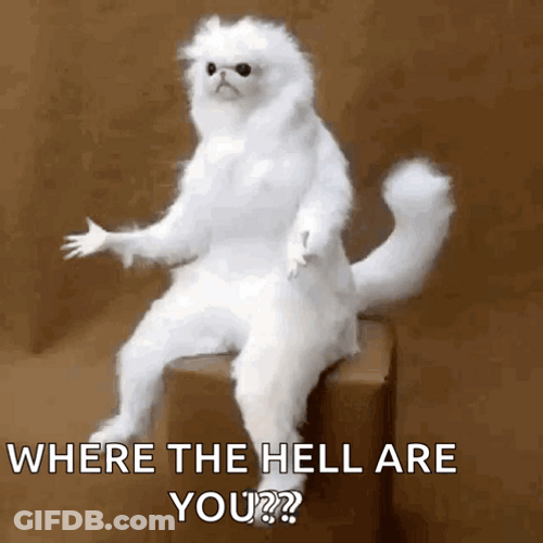 Where You At White Taxidermy Cat GIF