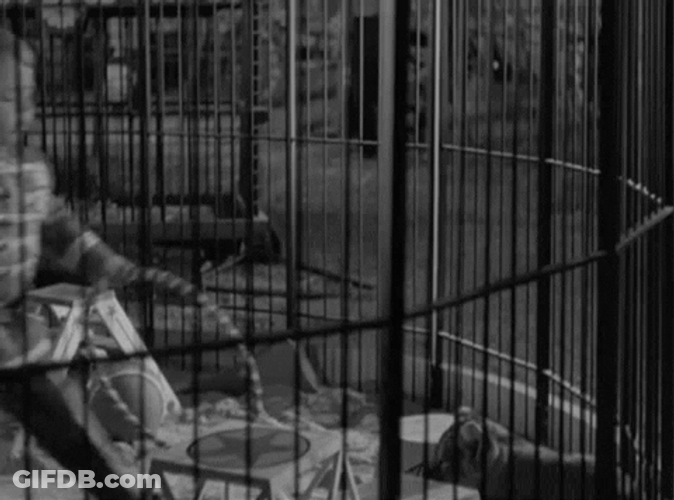 Whip Lion Cub Cage O'Shaughnessy's Boy Movie GIF