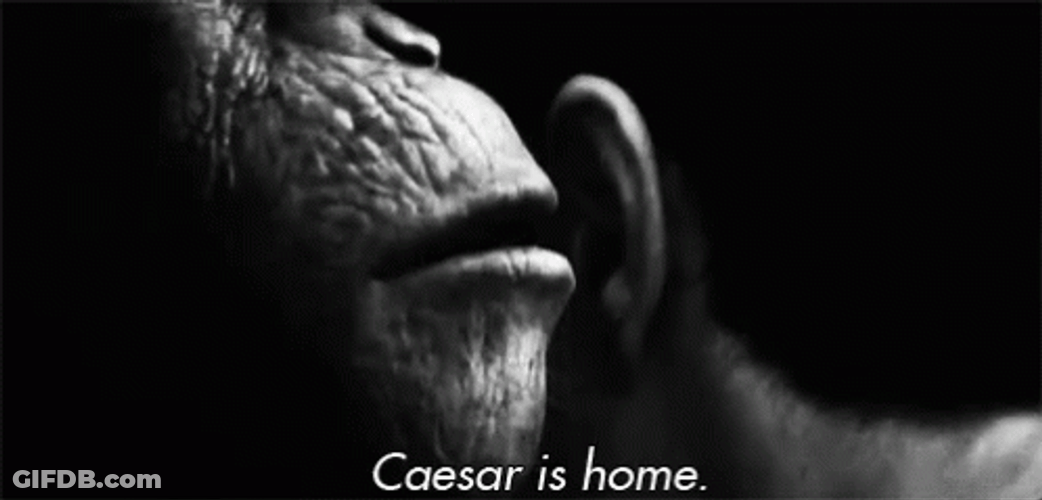 Whispering Caesar Is Home GIF