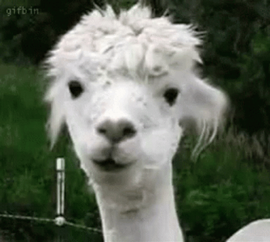 White Alpaca Chewing GIF