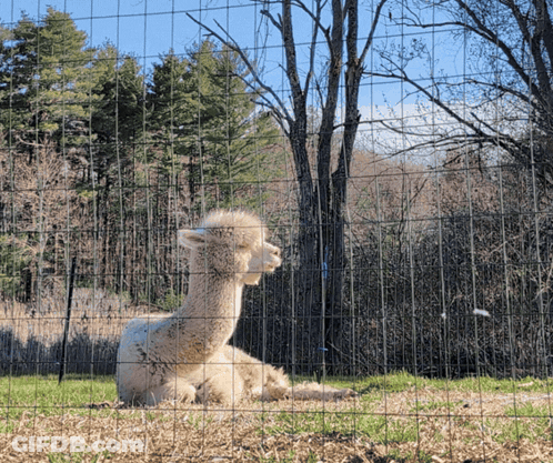 White Alpaca Sitting Behind Wire Fence GIF