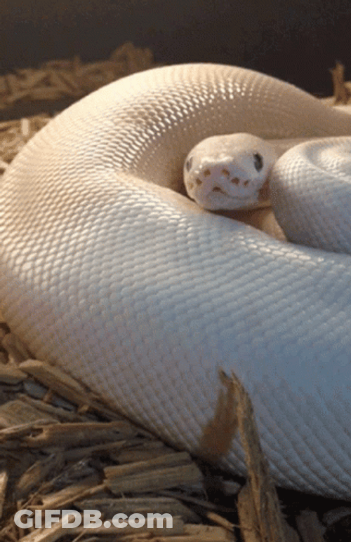 White Anaconda Snake GIF