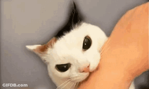 White And Brown Cat Held GIF