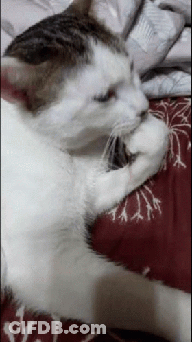 White And Brown Cat Lying On Bed GIF