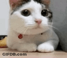White And Brown Cat Lying On Table GIF