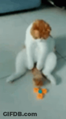 White And Brown Cat Next To Toy Spinner GIF