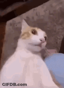 White And Brown Cat Sitting On Couch Looking At Camera GIF