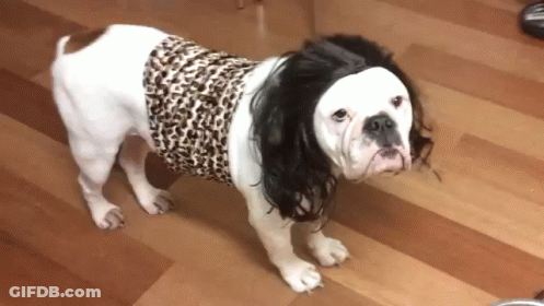 White And Brown Dog In Leopard Print Shirt GIF