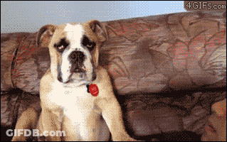 White And Brown Dog Laying On Its Back GIF