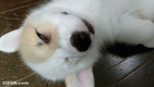 White And Brown Dog Laying On Its Back GIF
