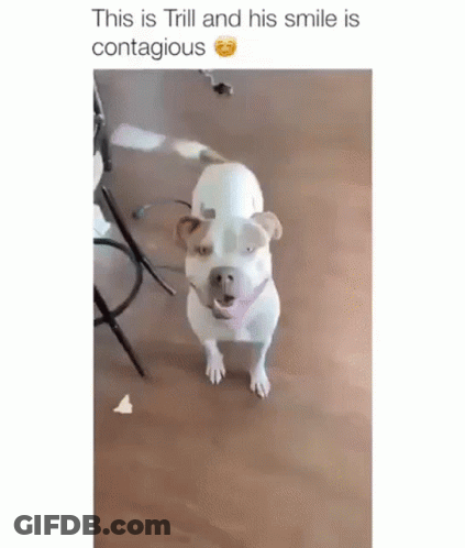 White And Brown Dog Standing On Wooden Floor GIF