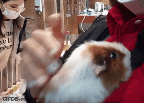 White And Brown Guinea Pig Laying On Mat Eating Grass GIF