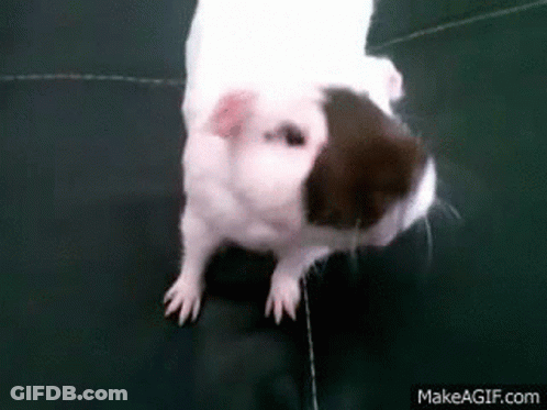 White And Brown Guinea Pig Standing On Black Couch GIF