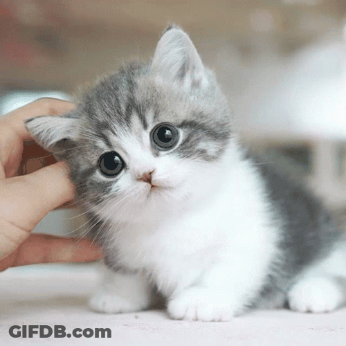 White And Gray Baby Cat GIF