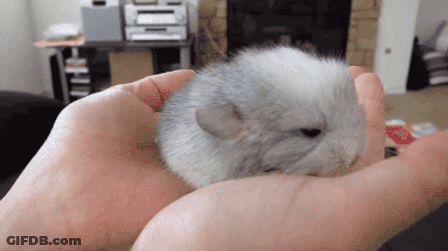 White And Gray Baby Chinchilla GIF