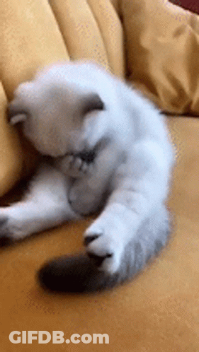 White And Gray Cat Cleaning On Yellow Couch GIF