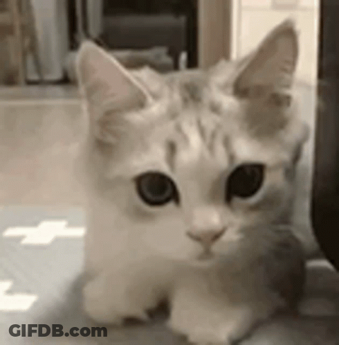White And Gray Cat Laying On Floor Looking At Camera GIF