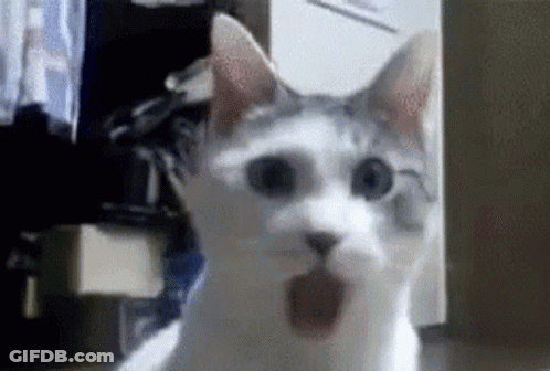 White And Gray Cat Looking At Camera GIF