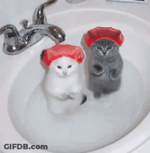 White And Gray Cats In Red Shower Caps In Sink GIF