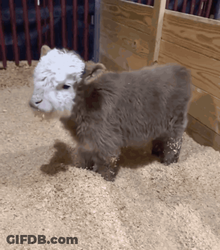White And Gray Sheep GIF
