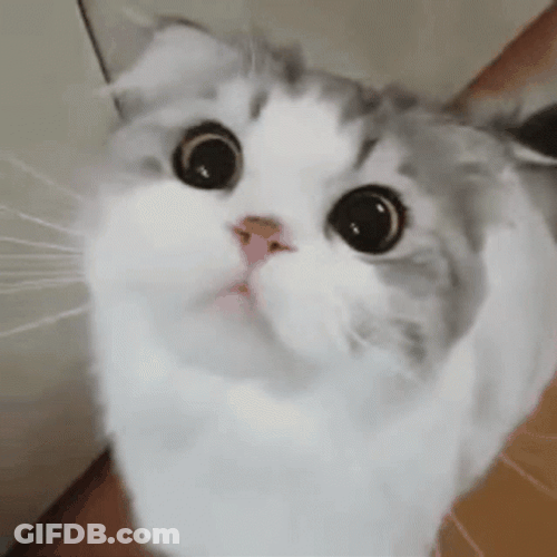 White And Grey Cat Meow GIF