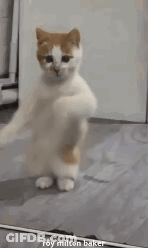 White And Orange Cat Dancing In Front Of Mirror GIF