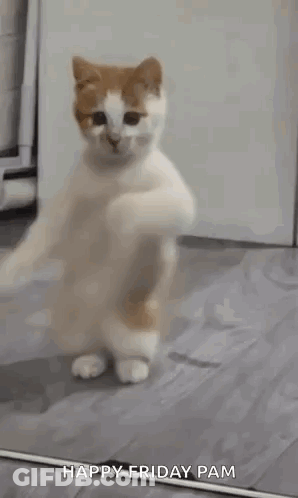 White And Orange Cat Dancing In Front Of Mirror GIF