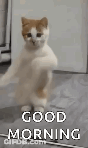 White And Orange Cat Saying Good Morning GIF