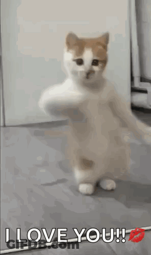 White And Orange Cat Saying I Love You GIF