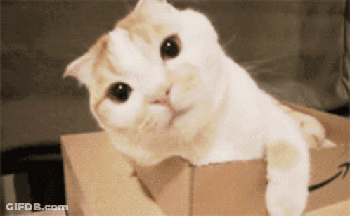 White And Orange Cat Sitting On Cardboard Box GIF