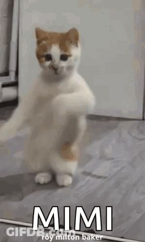 White And Orange Cat Standing On Hind Legs GIF