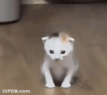 White And Orange Kitten Sitting On Floor GIF