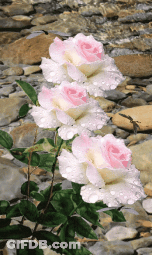 White And Pink Roses GIF