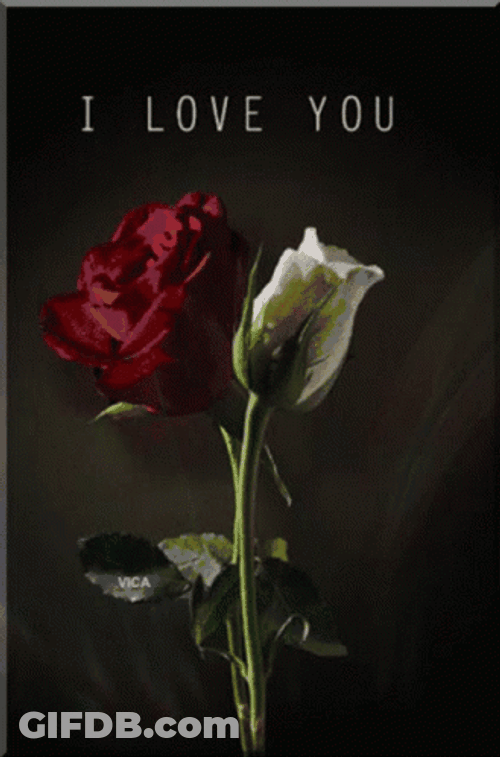 White And Red Love You Roses GIF