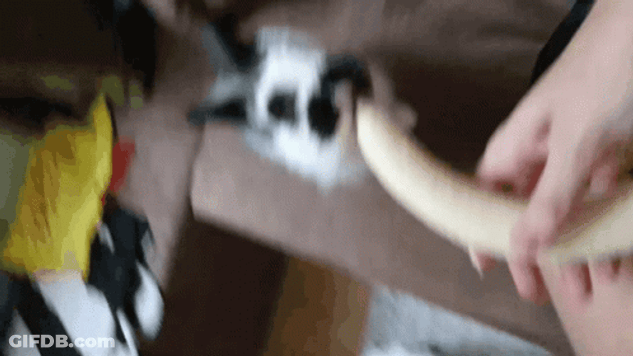 White And Spotted Rabbit Eating Banana GIF