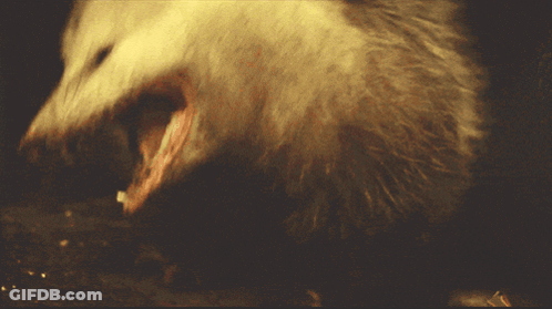 White Animal With Mouth Open Close Up GIF