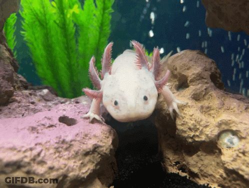 White Axolotl Sitting On Rock In Tank GIF
