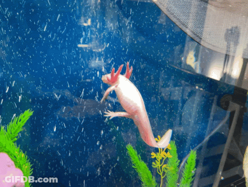 White Axolotl Swimming In Tank GIF