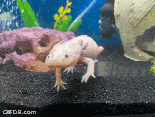 White Axolotl Swimming With Fish GIF
