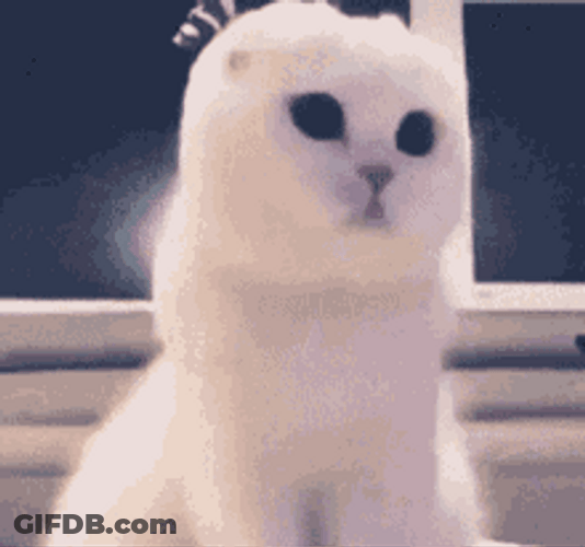 White Big Eyed Cat Looking Around GIF